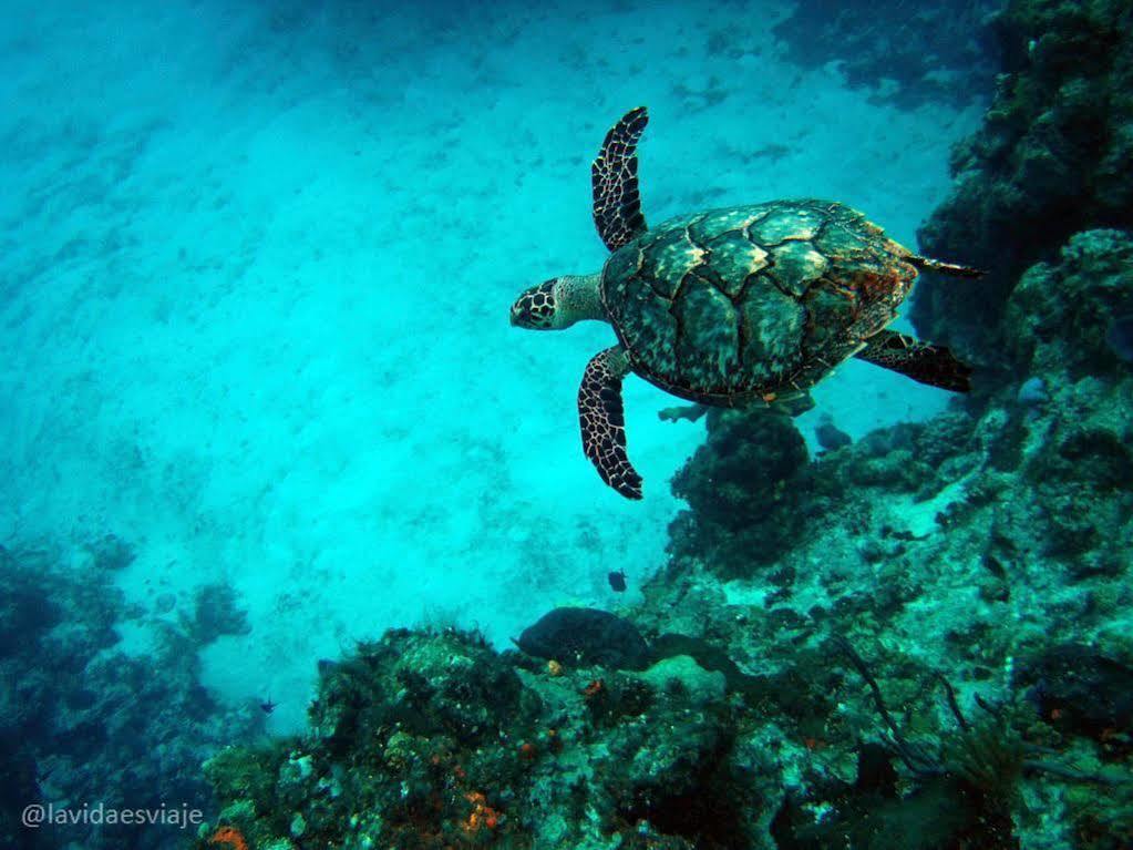 Arts - Beaches Zone (adults Only) 4* Cancun