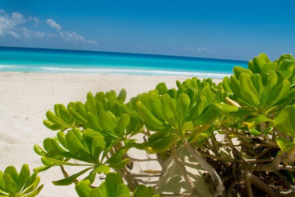 Ocean Front Marlin, Location In Zone #109 Apartment *